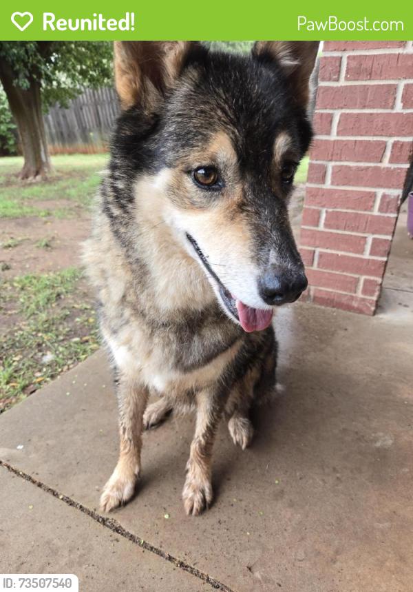 Reunited Female Dog last seen Council and 122nd, Oklahoma City, OK 73162