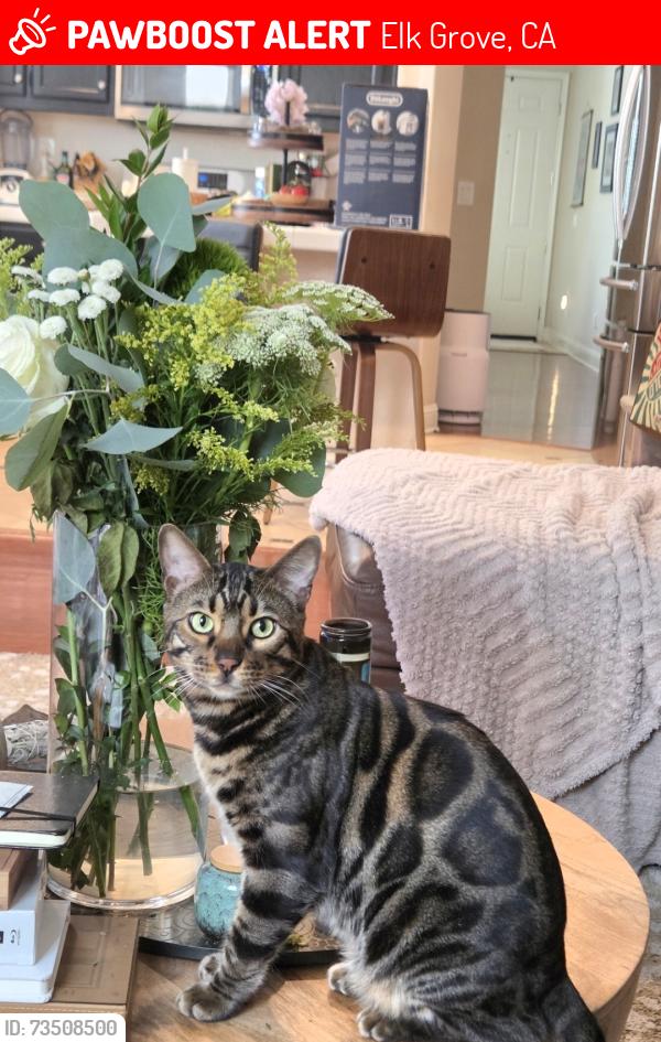 Lost Male Cat last seen Donatelli Park, Elk Grove, CA 95757
