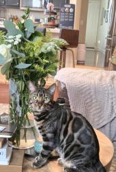 Lost Male Cat last seen Donatelli Park, Elk Grove, CA 95757