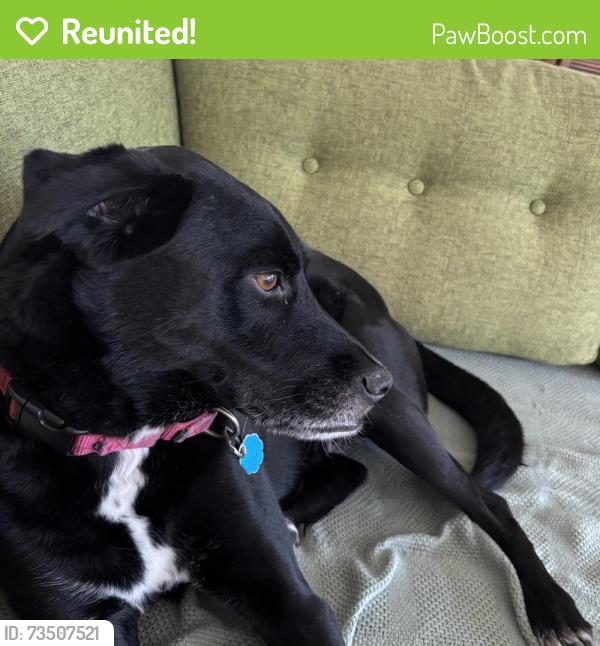Reunited Male Dog last seen E Custis and Dewitt, Alexandria, VA 22301