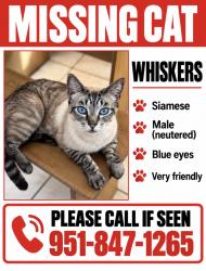 Lost Male Cat last seen Citrus and rosemary drive, Fontana, CA 92335