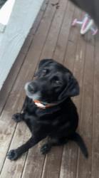 Reunited Male Dog last seen Highway 87 near spirt store / frank wicker rd intersection, Lee County, NC 27332