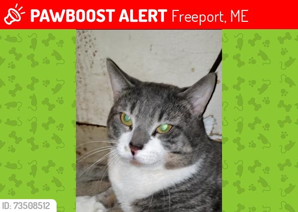 Lost Male Cat last seen Bow Street Market, Freeport, ME 04032