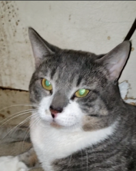 Lost Male Cat last seen Bow Street Market, Freeport, ME 04032