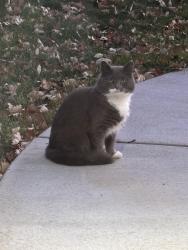 Found/Stray Unknown Cat last seen 39th Ave N and Walnut Grove Lane, Plymouth, MN 55446
