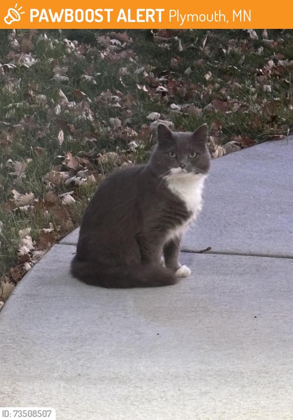 Found/Stray Unknown Cat last seen 39th Ave N and Walnut Grove Lane, Plymouth, MN 55446