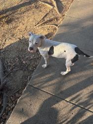 Found/Stray Female Dog last seen Glenbrook and ridgecrest, Fort Worth, TX 76133