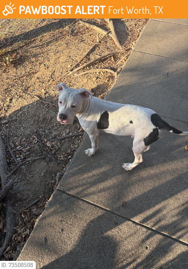 Found/Stray Female Dog last seen Glenbrook and ridgecrest, Fort Worth, TX 76133