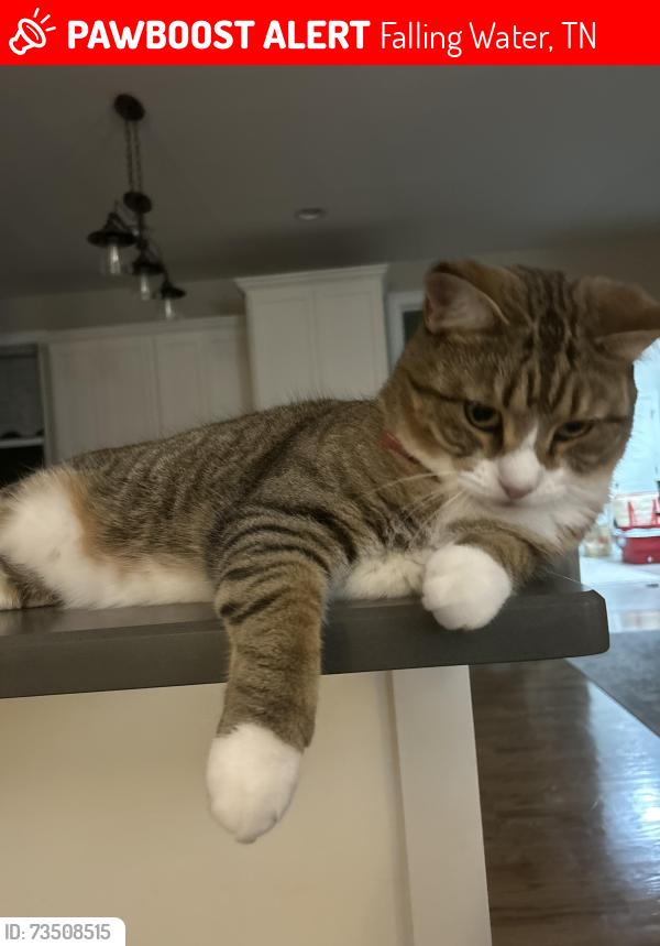 Lost Male Cat last seen Levi road, Falling Water, TN 37343