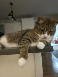 Lost Male Cat last seen Levi road, Falling Water, TN 37343