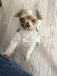 Lost Male Dog last seen Crescent timber lane, Spring, TX 77386