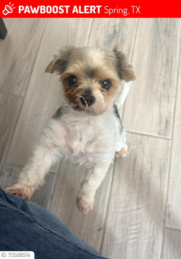 Lost Male Dog last seen Crescent timber lane, Spring, TX 77386