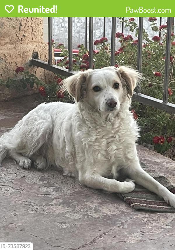 Reunited Female Dog last seen Pines complex 122 jessup, Henderson, NV 89074