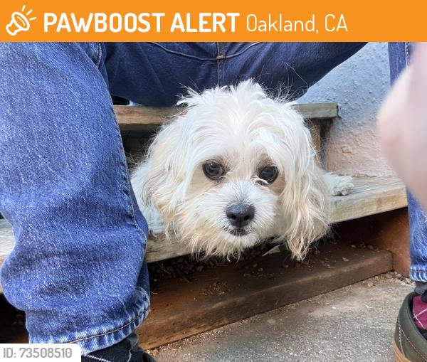 Found/Stray Female Dog last seen Brann St & 61st Ave, Oakland, CA 94605