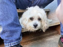 Found/Stray Female Dog last seen Brann St & 61st Ave, Oakland, CA 94605