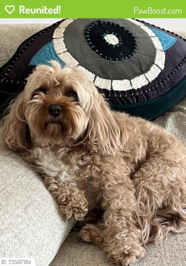 Reunited Male Dog last seen Biscayne blvd & NE 203rd st, Aventura, FL 33180