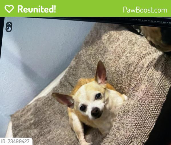 Reunited Female Dog last seen Clay and Gessner, Houston, TX 77041