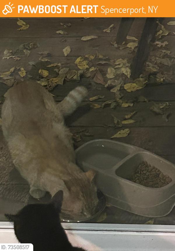 Found/Stray Unknown Cat last seen North on 259 of west ridge rd., Spencerport, NY 14559