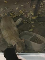 Found/Stray Unknown Cat last seen North on 259 of west ridge rd., Spencerport, NY 14559