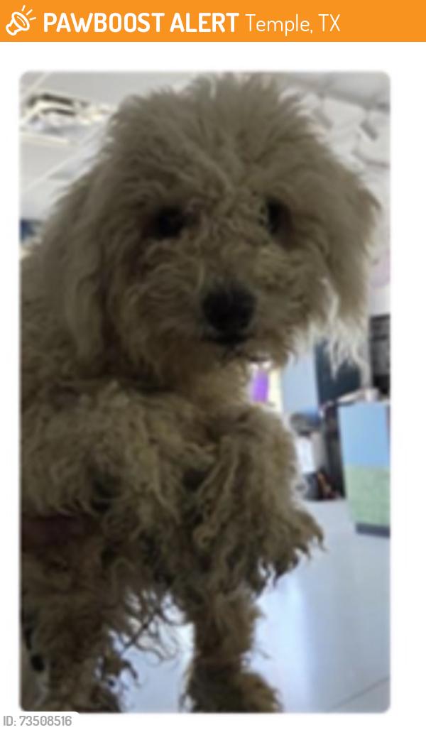 Found/Stray Male Dog last seen Adams Ln, Temple, TX 76502