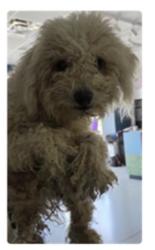 Found/Stray Male Dog last seen Adams Ln, Temple, TX 76502
