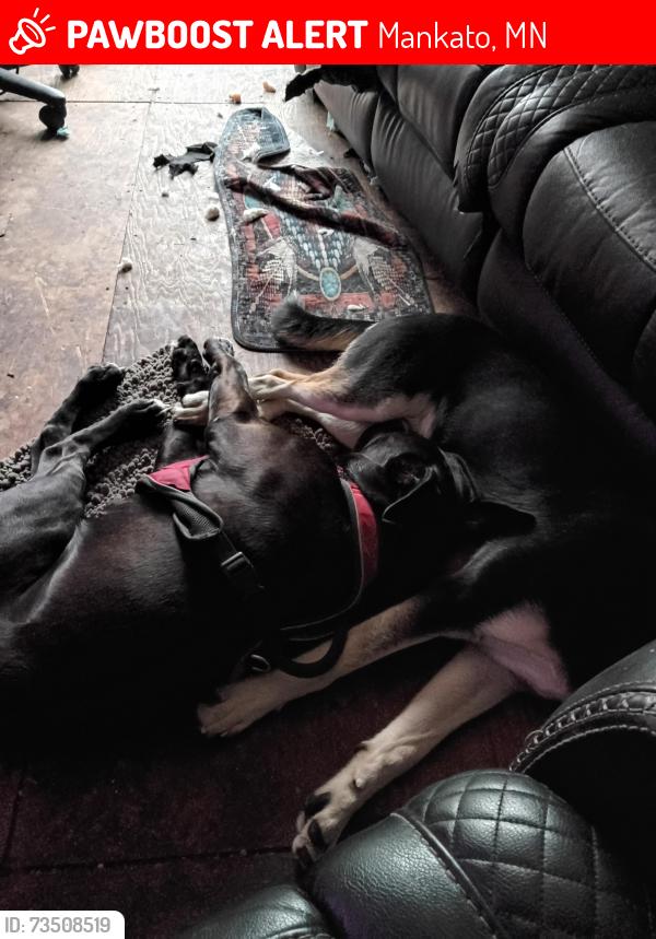 Lost Male Dog last seen Near 190th st fairmont MN, Mankato, MN 56001