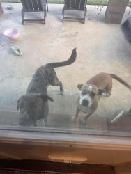 Found/Stray Unknown Dog last seen NW 102nd St & Rockwell, Oklahoma City, OK 73162