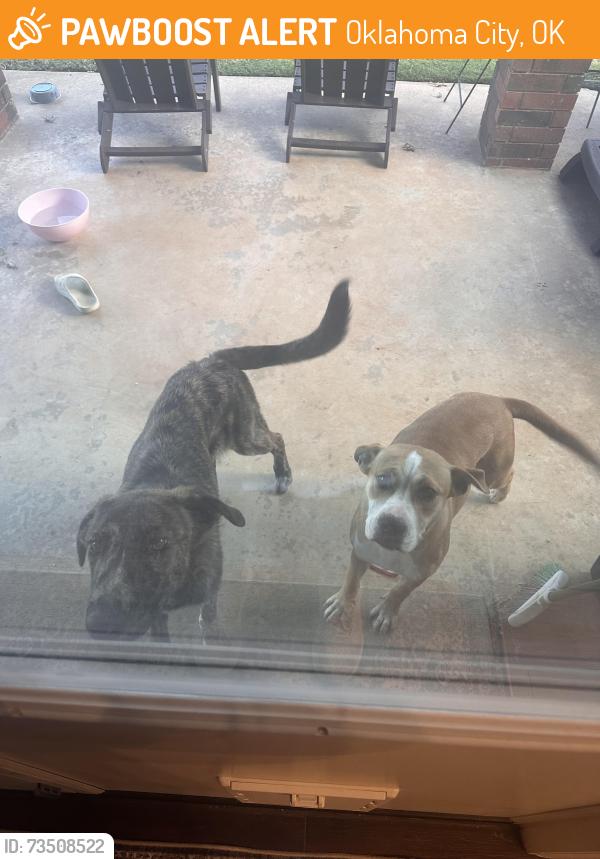 Found/Stray Unknown Dog last seen NW 102nd St & Rockwell, Oklahoma City, OK 73162