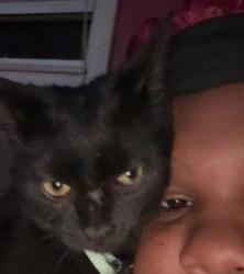 Reunited Female Cat last seen Harris street, Ypsilanti, MI 48198