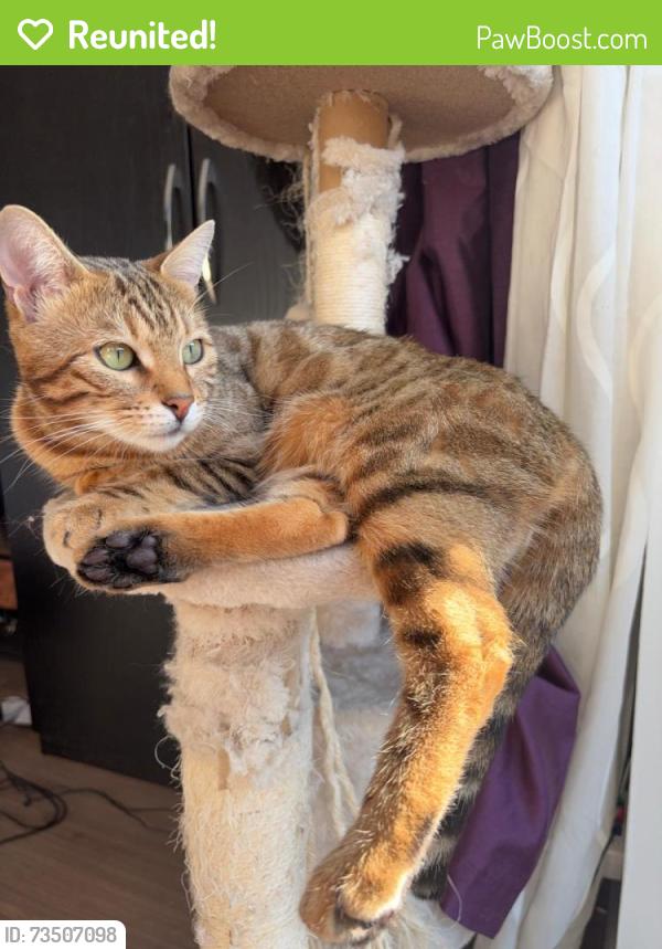 Reunited Female Cat last seen myatt fields, Myatts Field South, England SW9 6QG