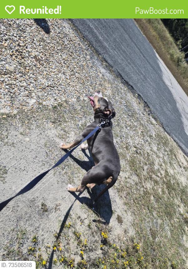Reunited Male Dog last seen Pit stop, Gray's Creek, NC 28348