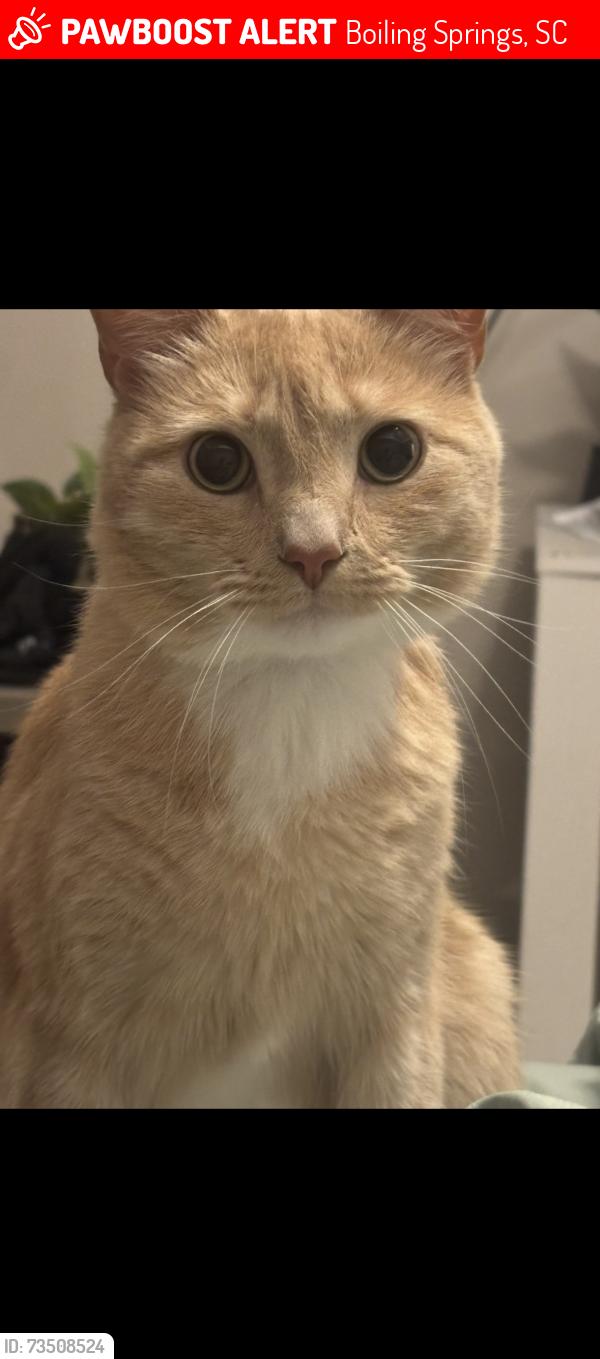 Lost Male Cat last seen Hanging rock, Boiling Springs, SC 29316
