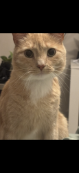 Lost Male Cat last seen Hanging rock, Boiling Springs, SC 29316