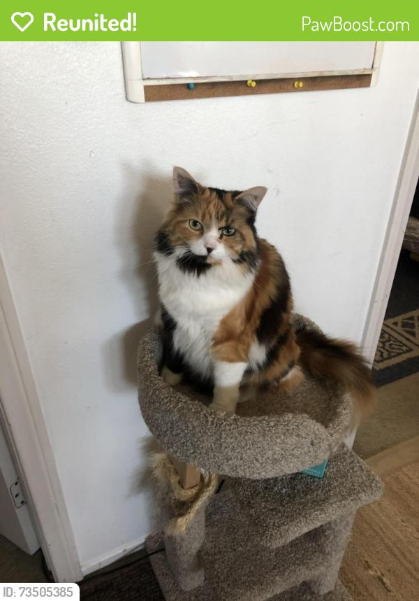 Reunited Female Cat last seen Northstar and Mesa Oro Dr (behind the mall), Victorville, CA 92392
