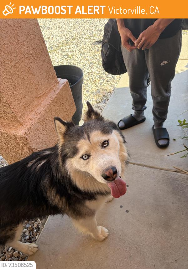Found/Stray Male Dog last seen Followed us to my hse from sixth street, Victorville, CA 92395