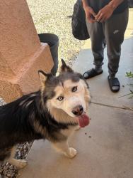 Found/Stray Male Dog last seen Followed us to my hse from sixth street, Victorville, CA 92395