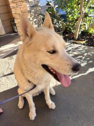 Found/Stray Male Dog last seen N riverside ave & live oak Ave, Rialto, CA 92377