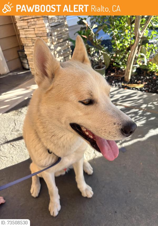 Found/Stray Male Dog last seen N riverside ave & live oak Ave, Rialto, CA 92377