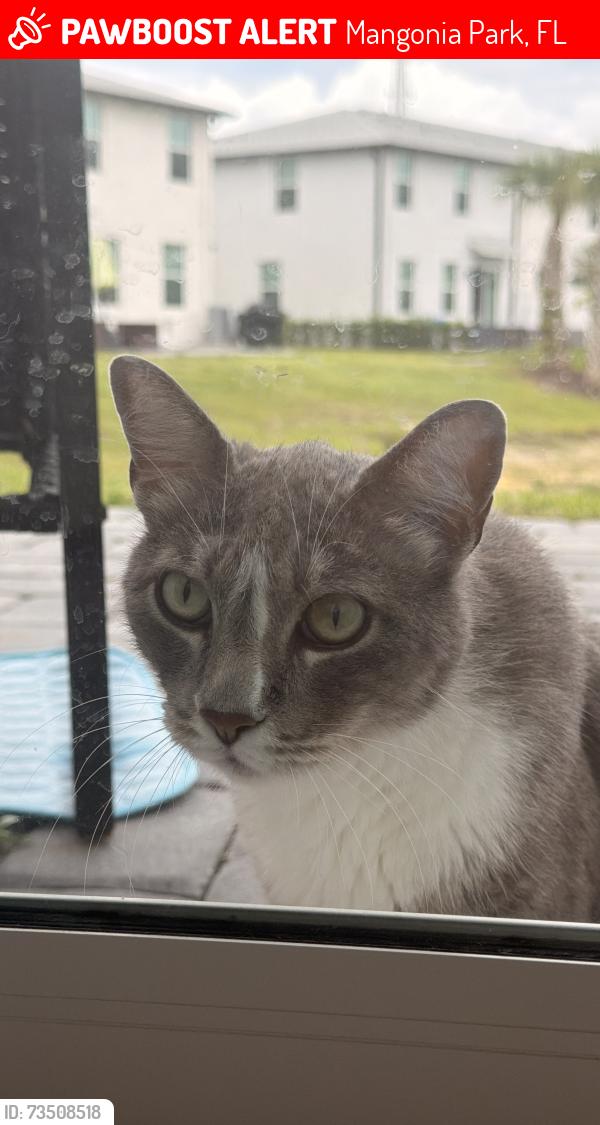 Lost Male Cat last seen 45th Street, Mangonia Park, FL 33407