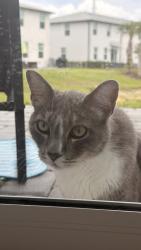 Lost Male Cat last seen 45th Street, Mangonia Park, FL 33407