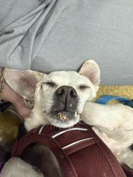 Reunited Female Dog last seen Snyder Ave and Rogers Ave, Brooklyn, NY 11203