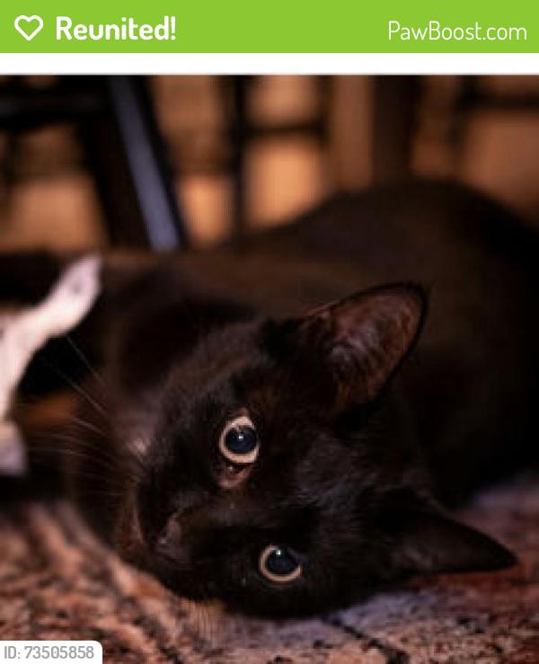 Reunited Male Cat last seen 11th street, Oakland, CA 94607