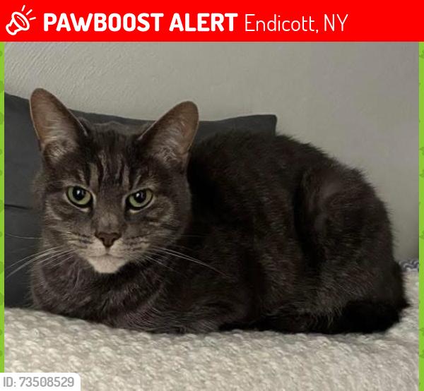 Lost Male Cat last seen Glendale Park, Endicott, NY 13760