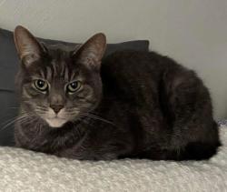 Lost Male Cat last seen Glendale Park, Endicott, NY 13760
