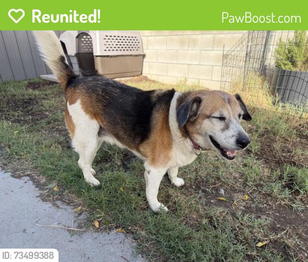 Reunited Female Dog last seen Larch and randall, Bloomington, CA 92316