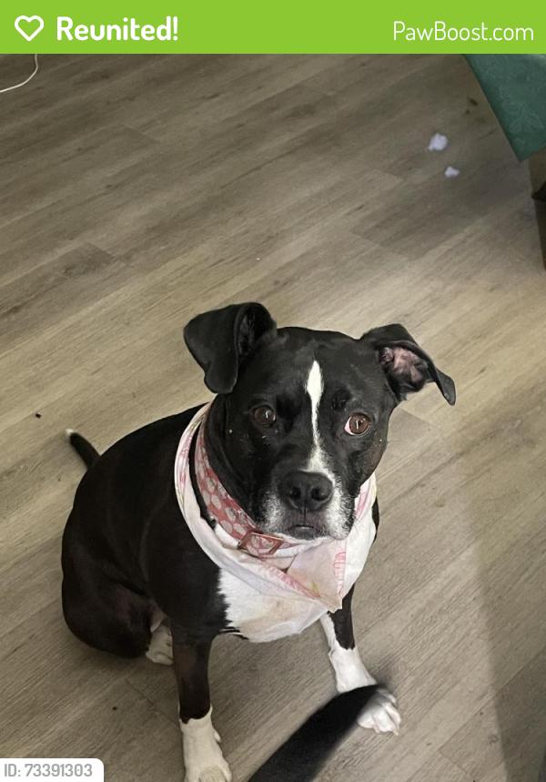 Reunited Female Dog last seen Fairview, Boise, ID 83704