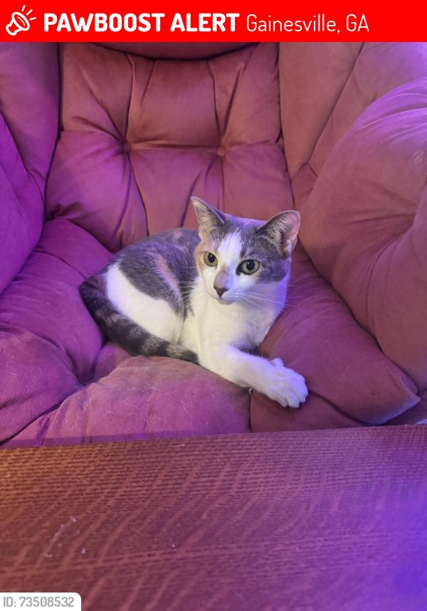Lost Female Cat last seen Near my hse, 684 Honeysuckle RD, Gainesville, GA 30501