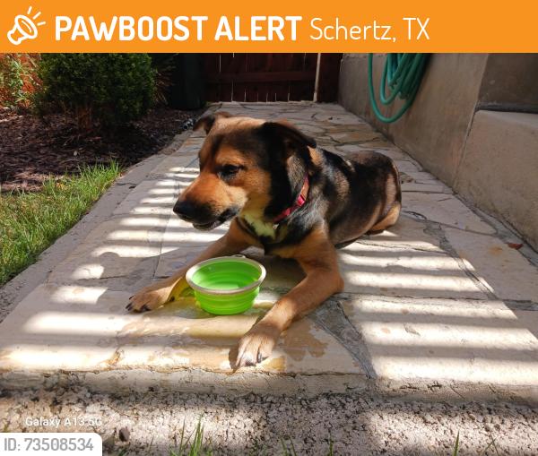 Found/Stray Male Dog last seen Melville Lane and Jonas Drive, Schertz, TX 78154