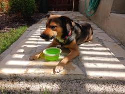 Found/Stray Male Dog last seen Melville Lane and Jonas Drive, Schertz, TX 78154