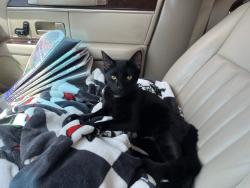 Reunited Male Cat last seen N Main St, Mansfield, TX 76063